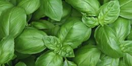 Top Note: Basil Grand Vert